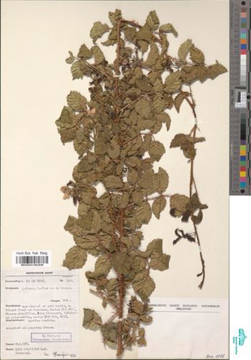 Rubus kirungensis photo 6