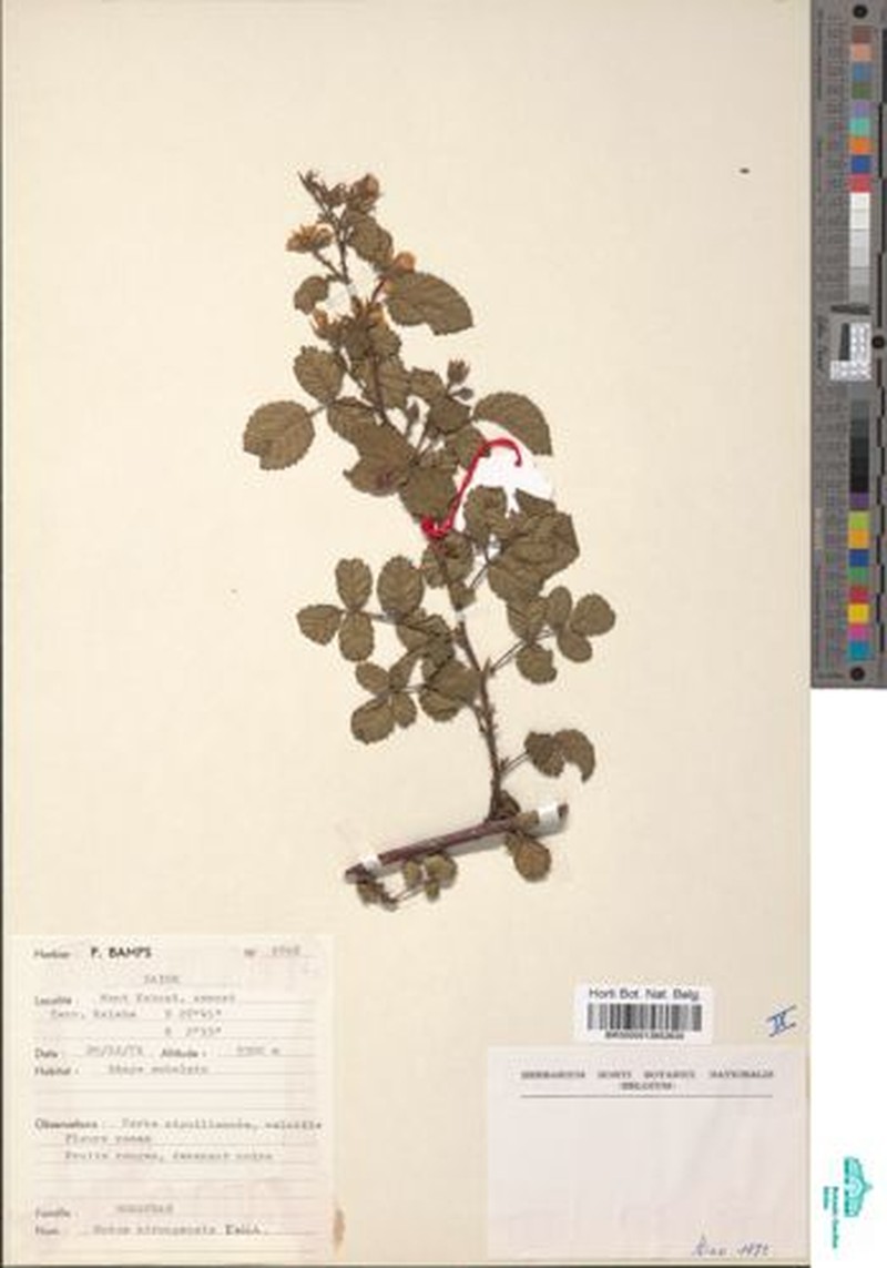 Rubus kirungensis photo 7