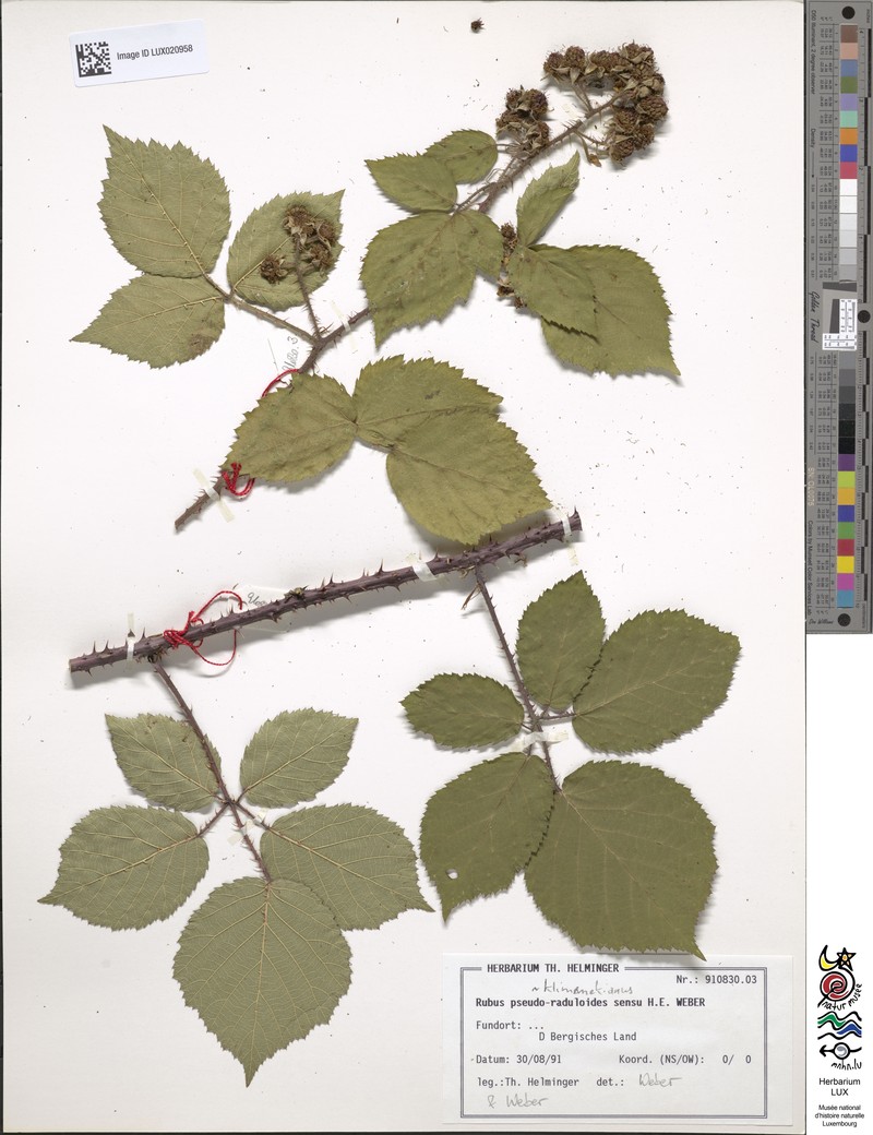Rubus klimmekianus