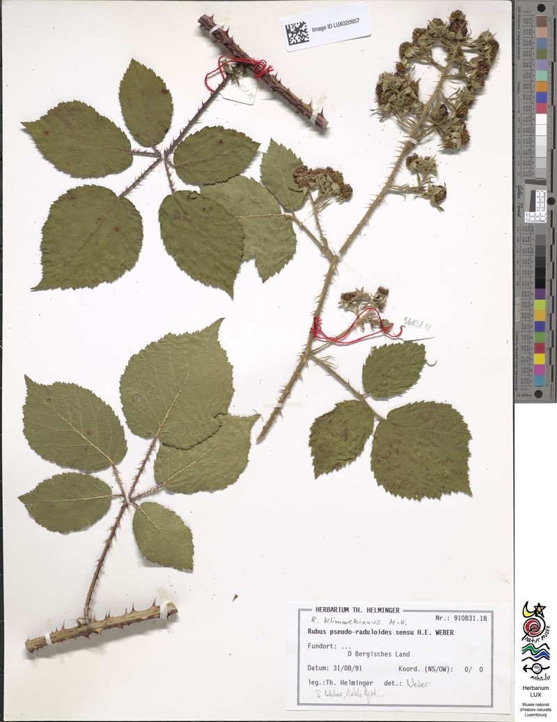 Rubus klimmekianus photo 2