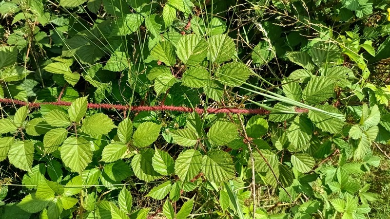 Rubus koehleri
