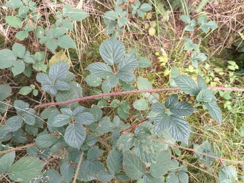 Rubus koehleri photo 2