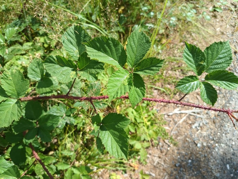 Rubus koehleri photo 3