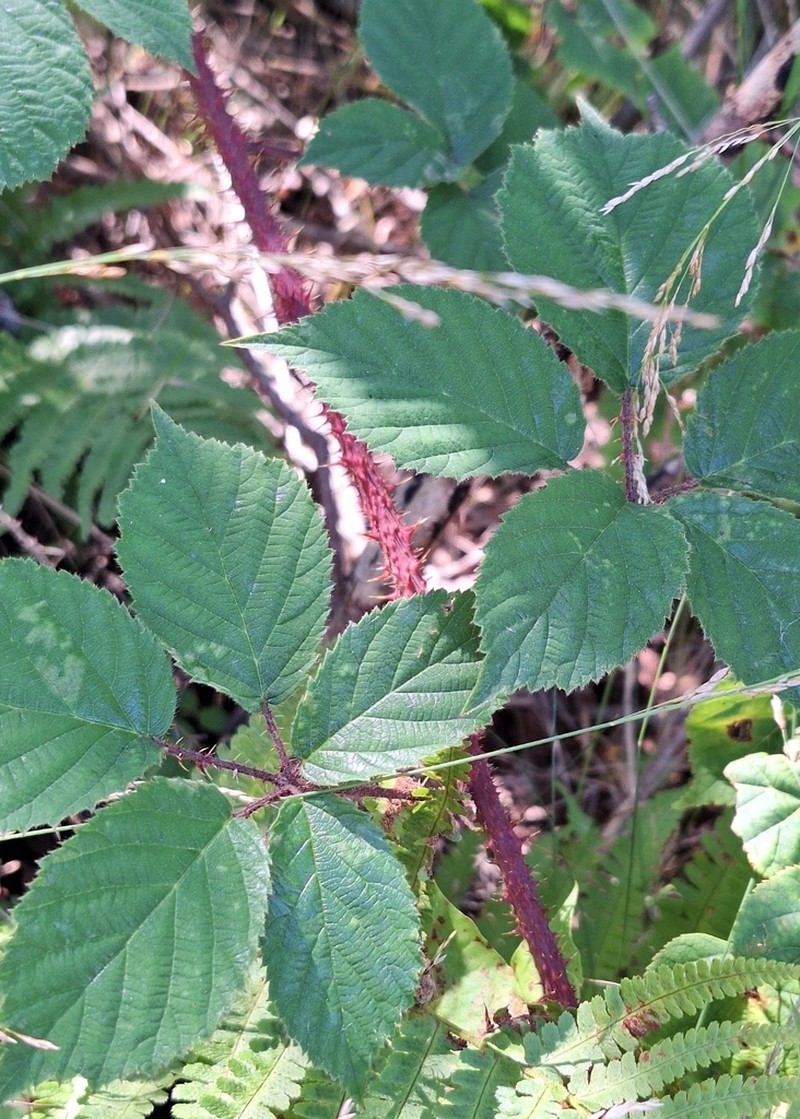 Rubus koehleri photo 4