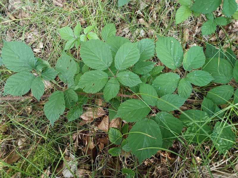 Rubus koehleri photo 5