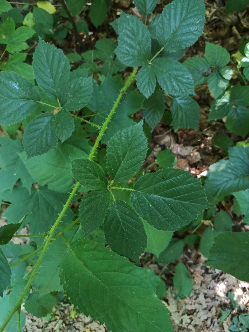 Rubus koehleri photo 6