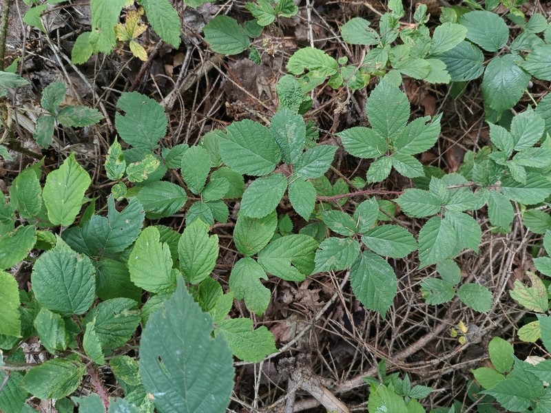 Rubus koehleri photo 7