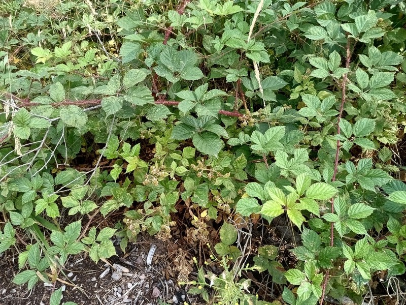 Rubus koehleri photo 8
