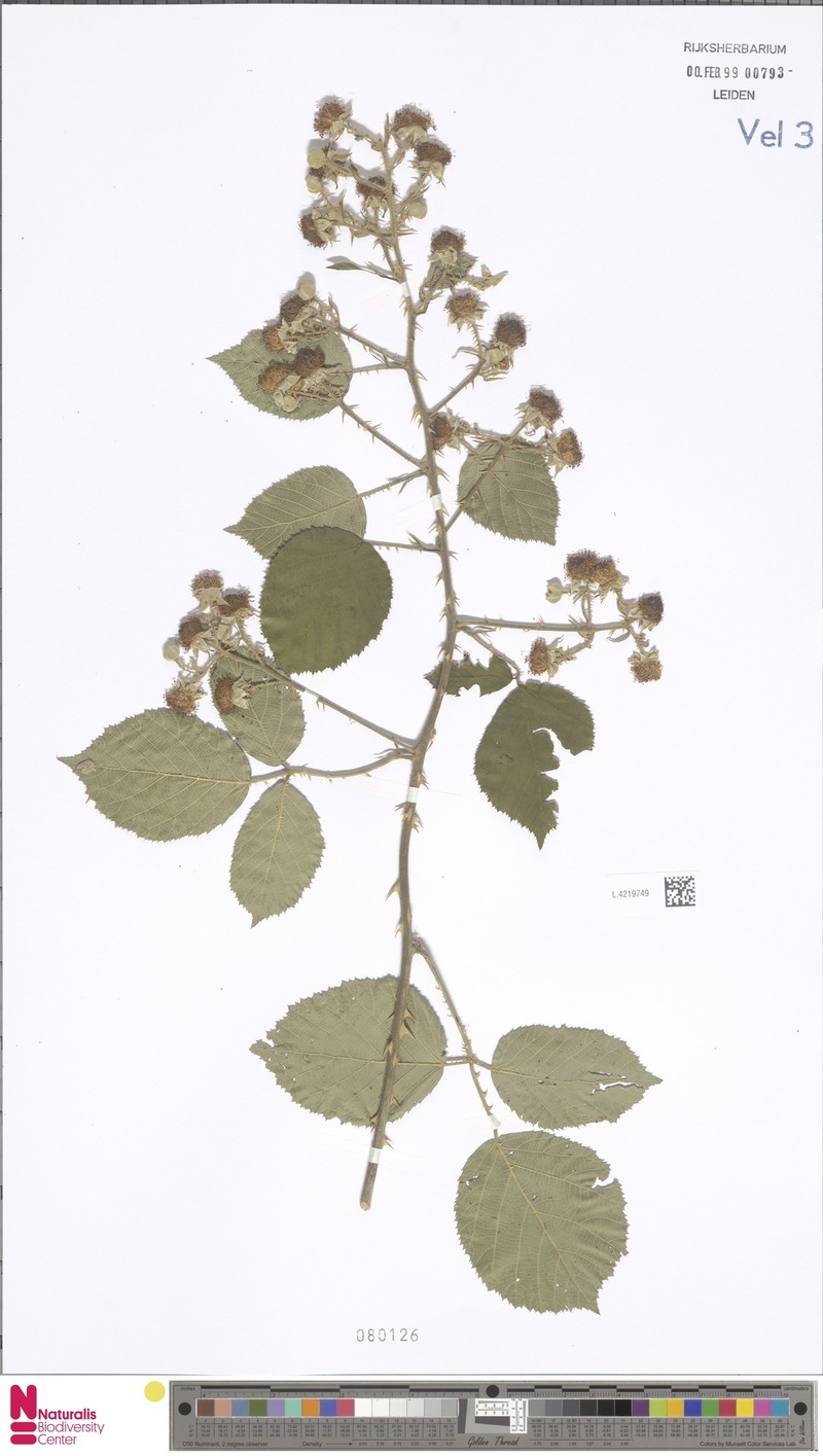Rubus kolmariensis