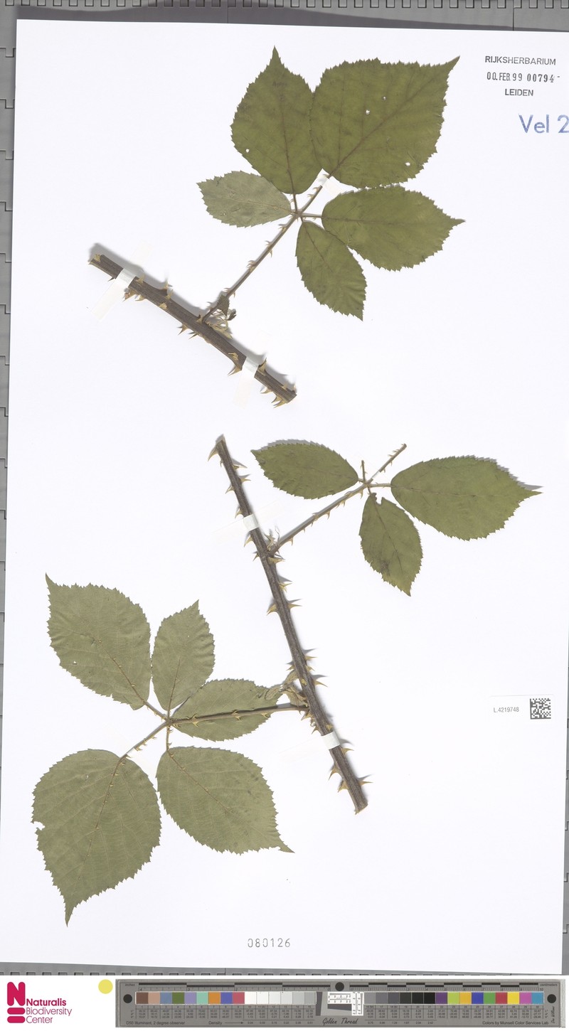 Rubus kolmariensis photo 2
