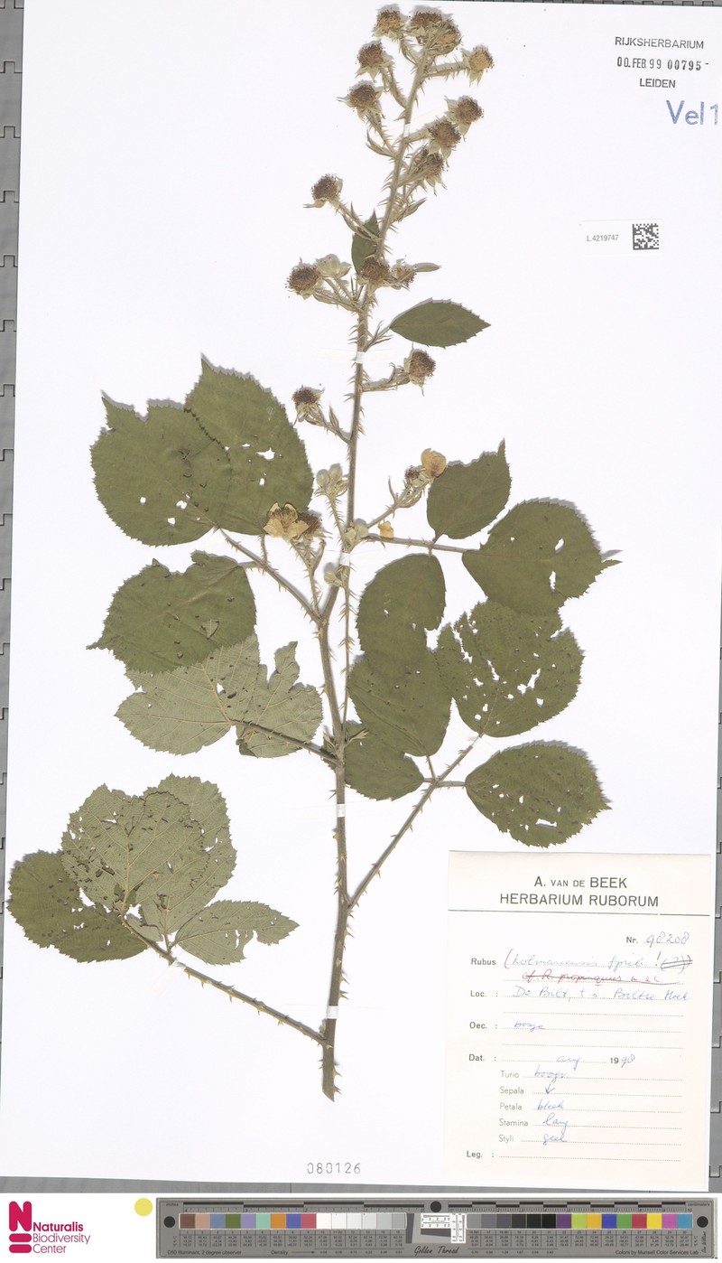 Rubus kolmariensis photo 3