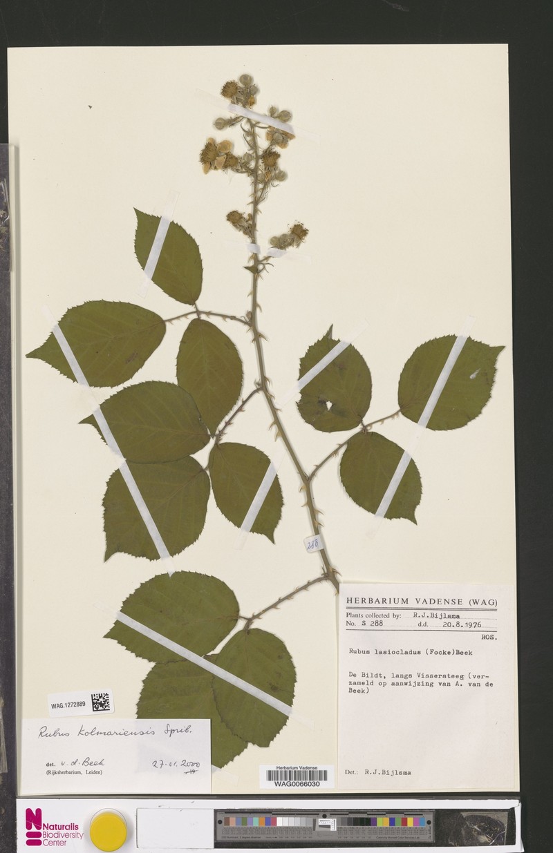 Rubus kolmariensis photo 4