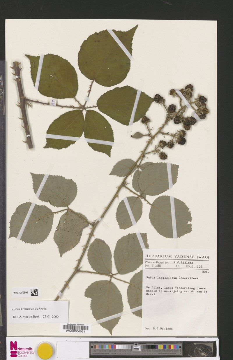 Rubus kolmariensis photo 5