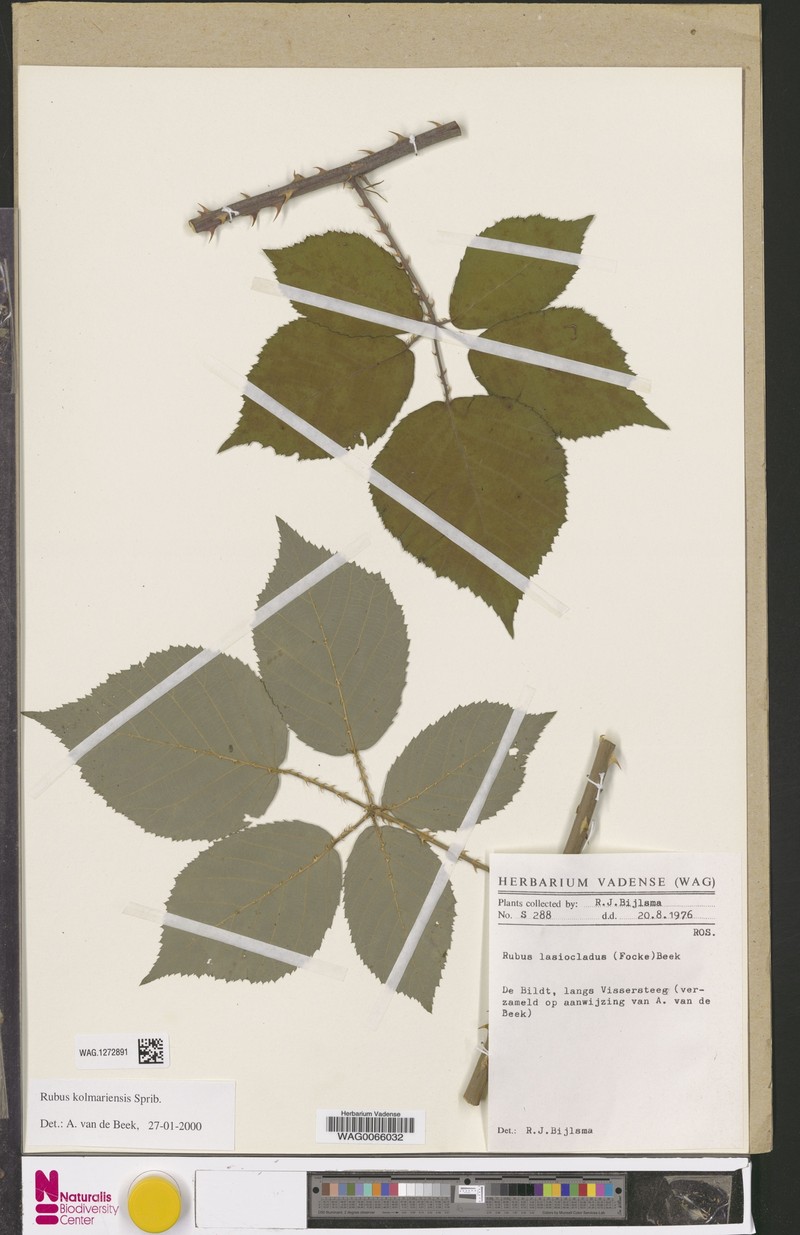 Rubus kolmariensis photo 6