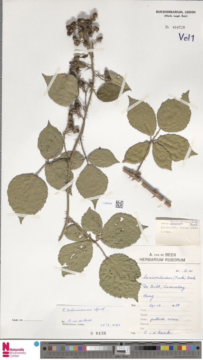 Rubus kolmariensis photo 7