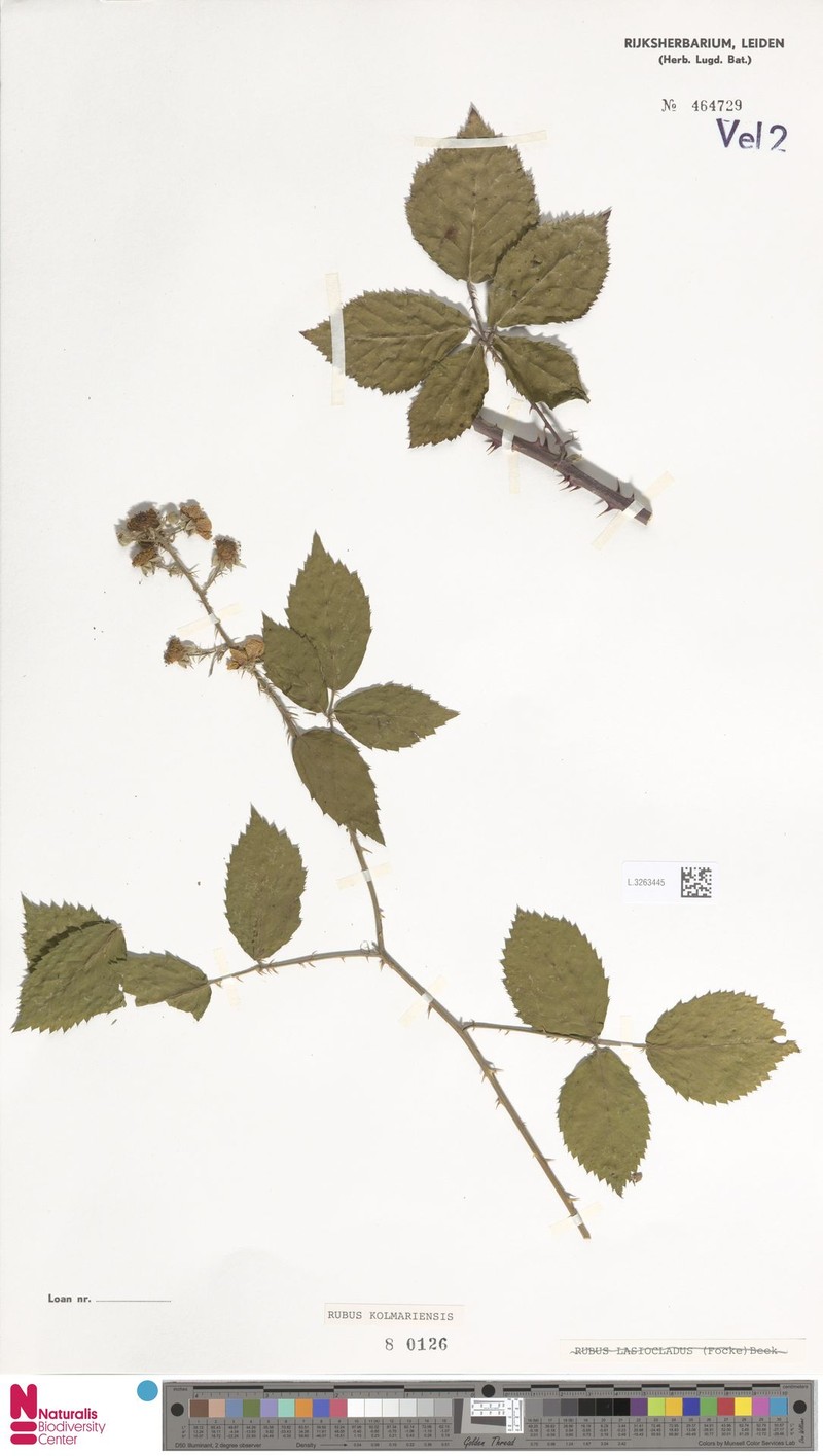 Rubus kolmariensis photo 8