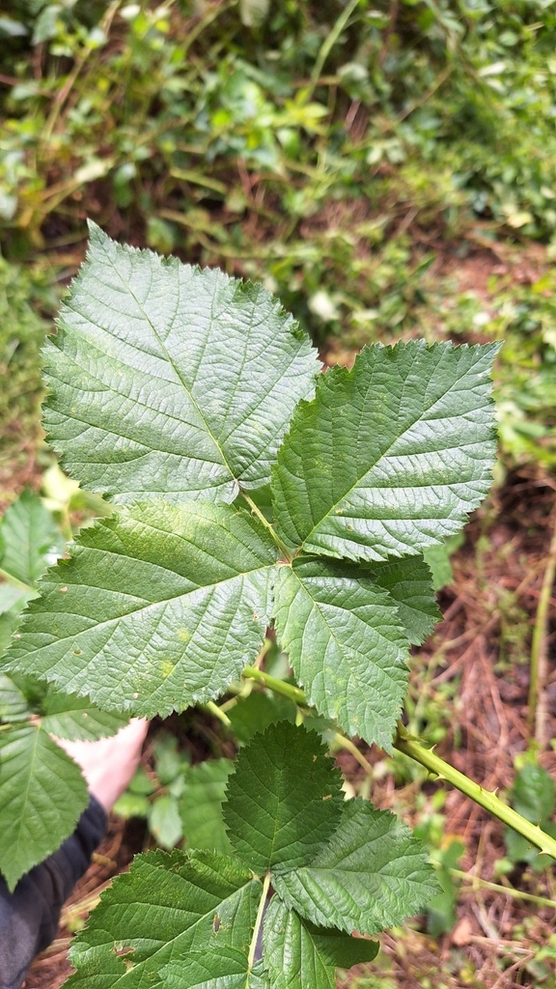 Rubus kuleszae