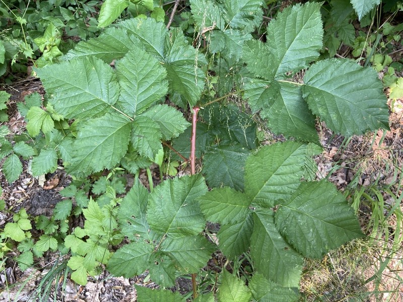 Rubus kuleszae photo 2