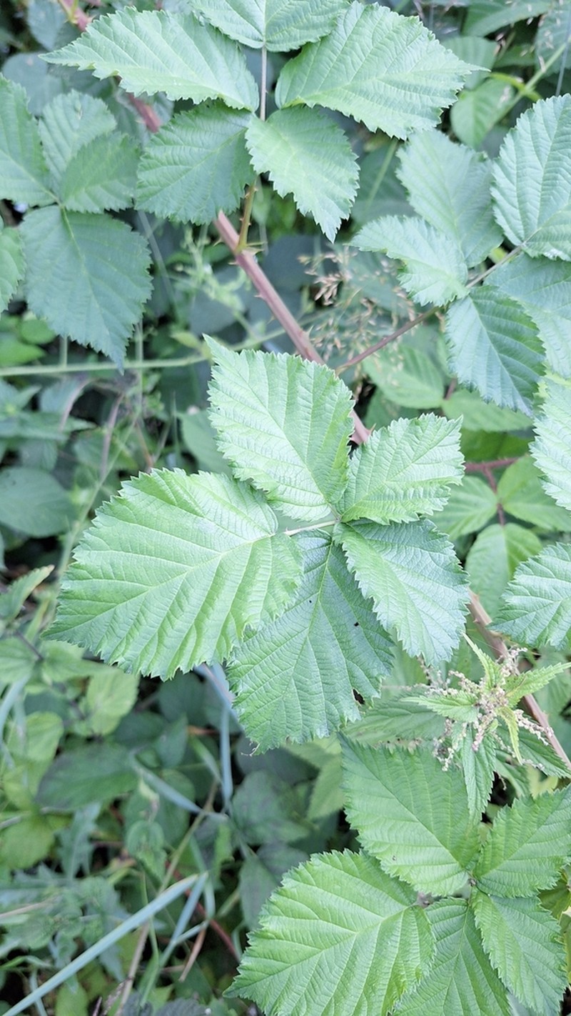 Rubus kuleszae photo 3