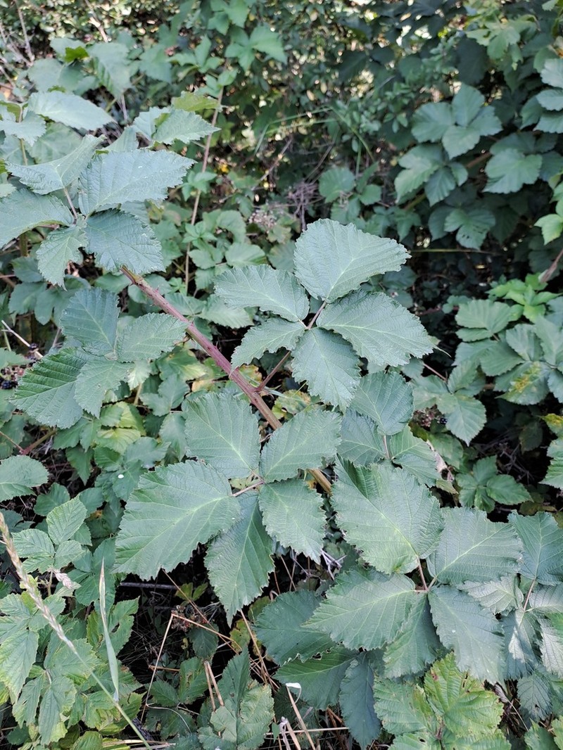 Rubus kuleszae photo 4