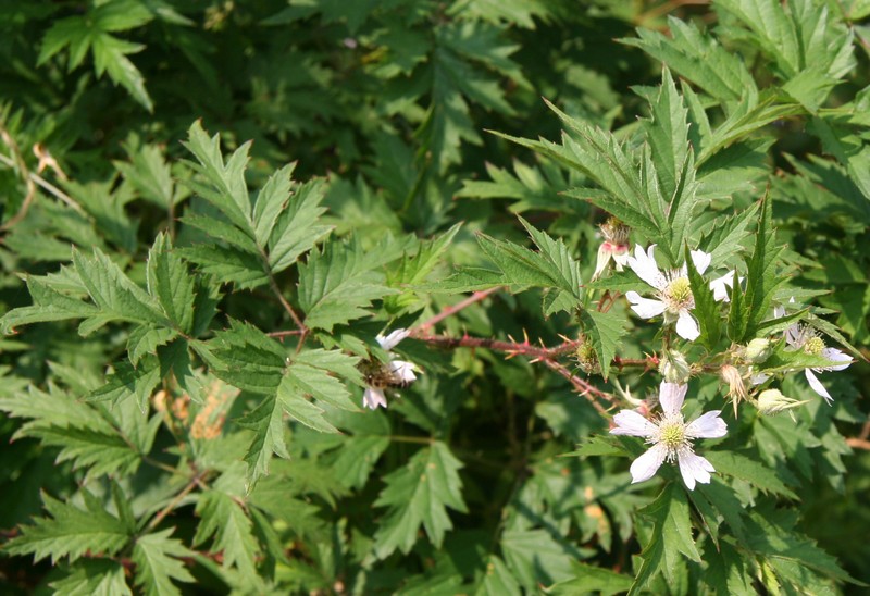 Cutleaf Blackberry