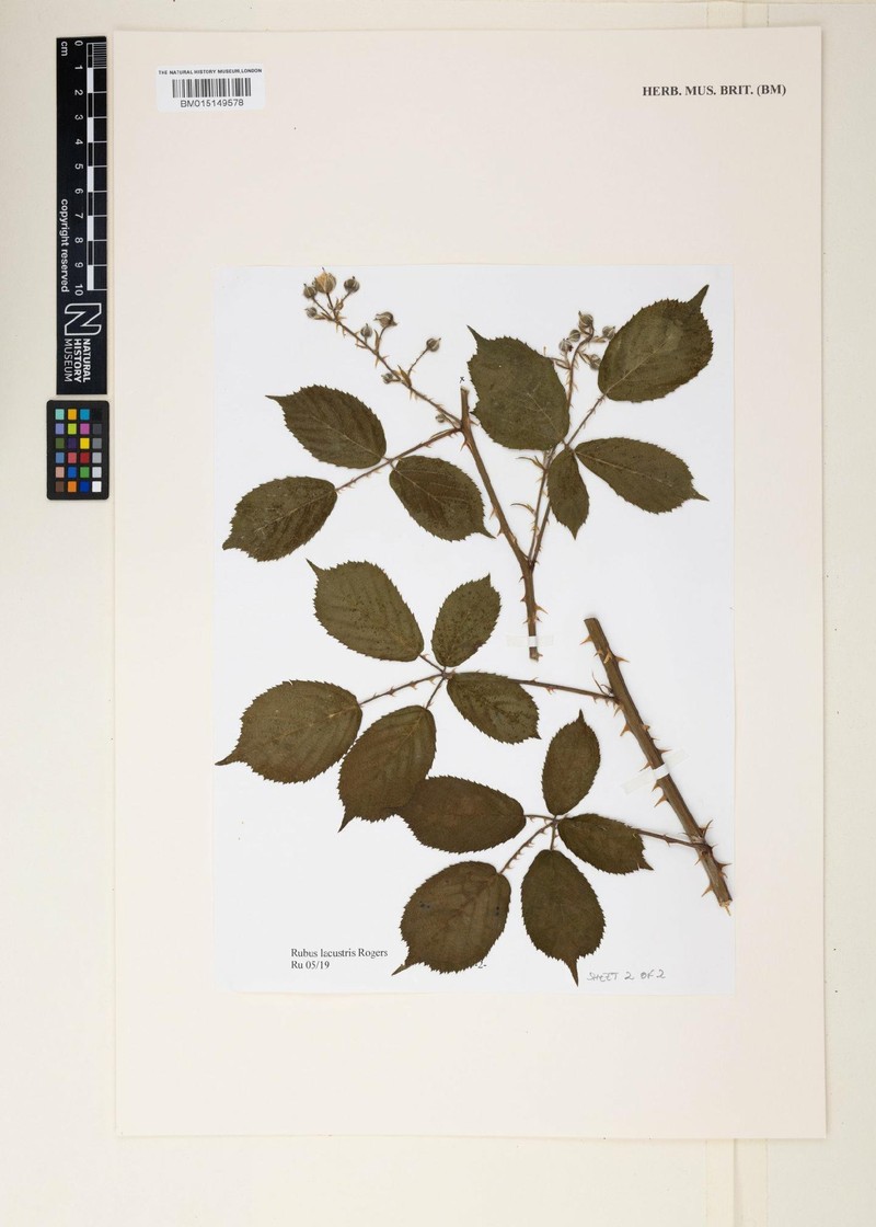 Rubus lacustris