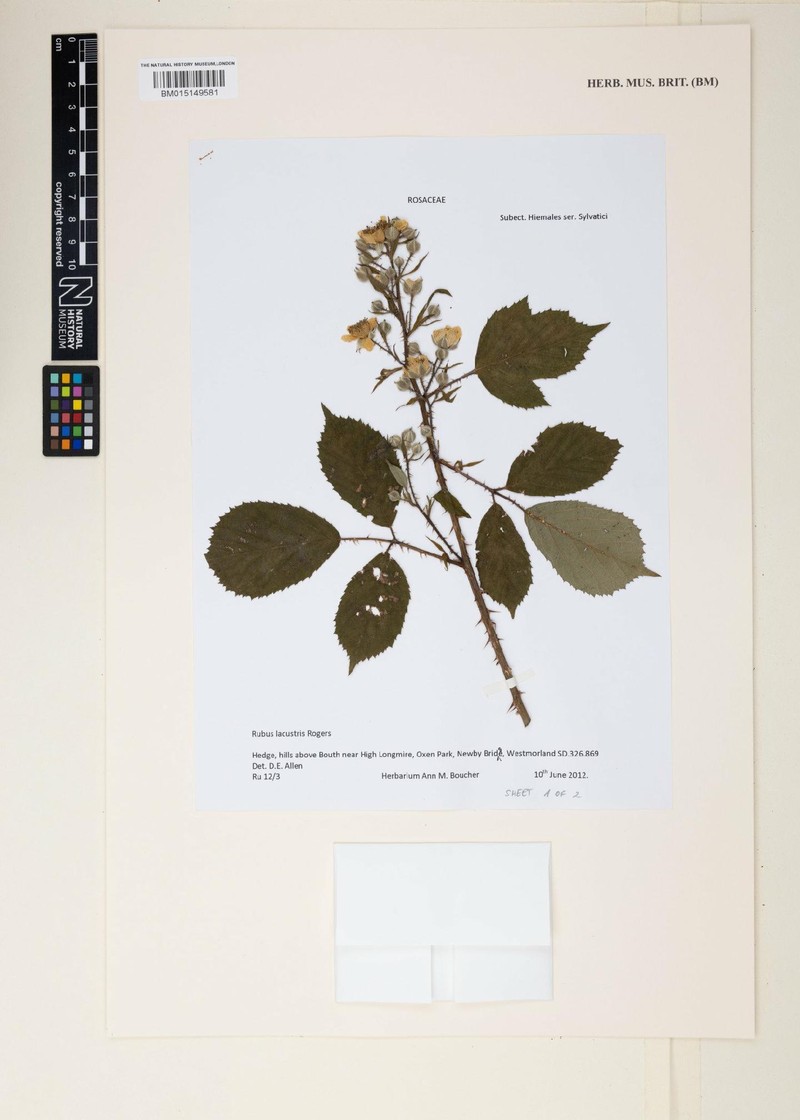 Rubus lacustris photo 2