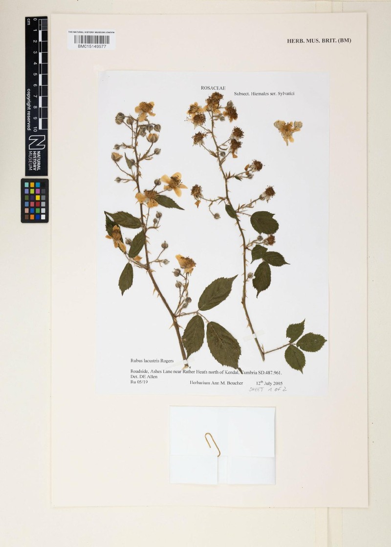 Rubus lacustris photo 3