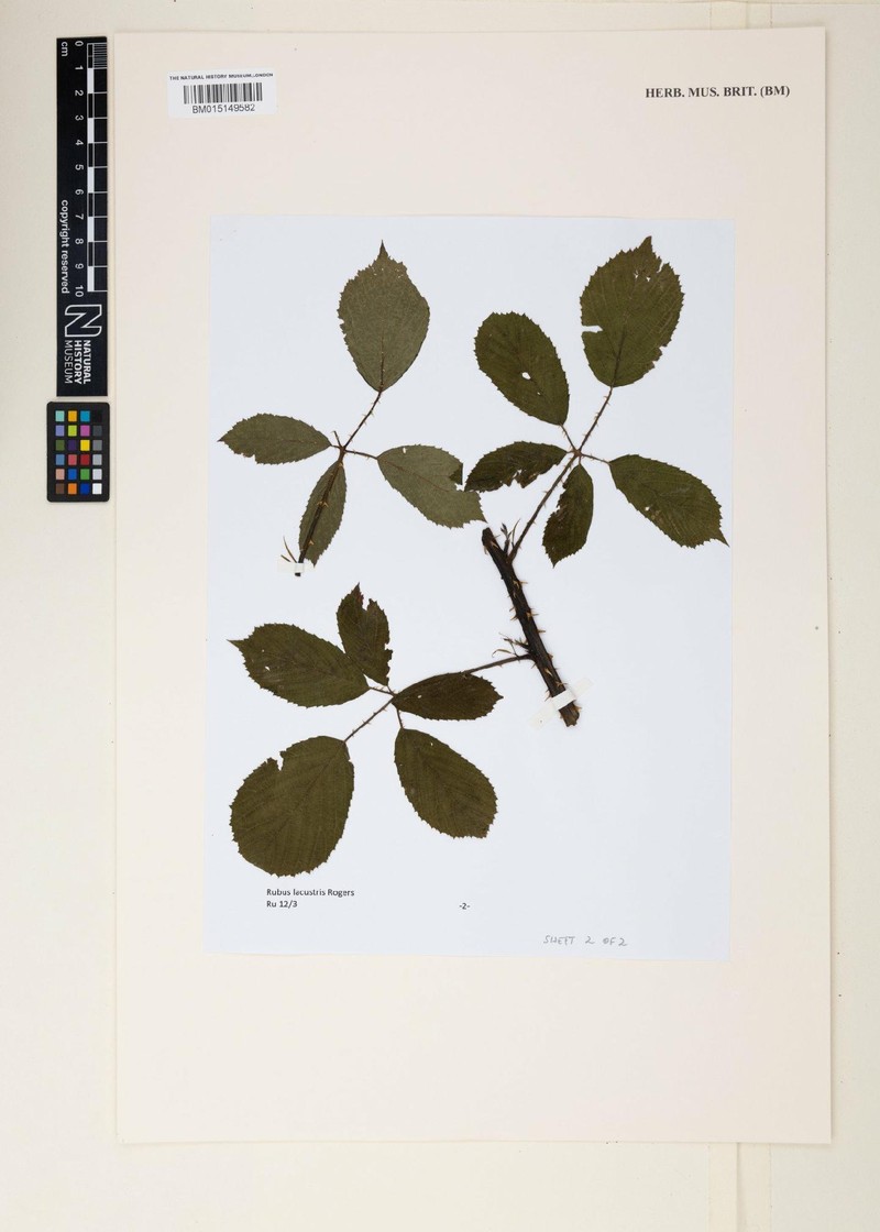 Rubus lacustris photo 4