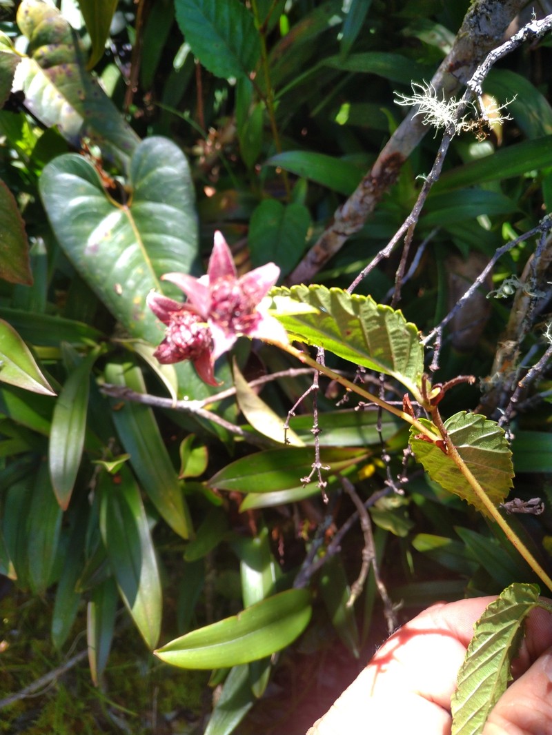 Rubus laegaardii photo 2