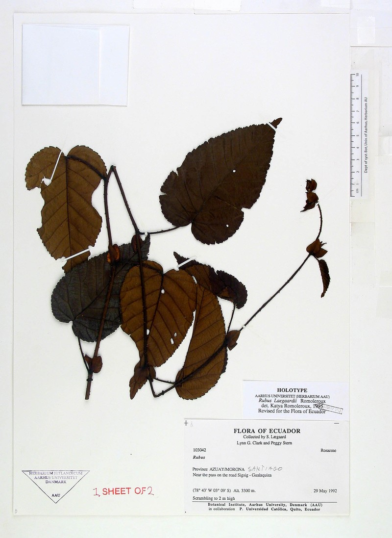 Rubus laegaardii photo 3