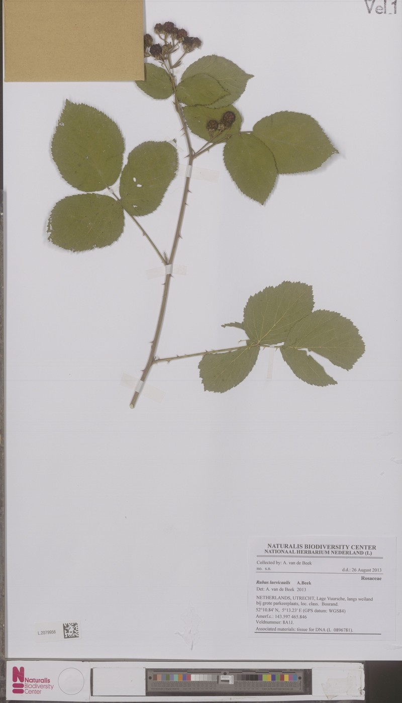 Rubus laevicaulis