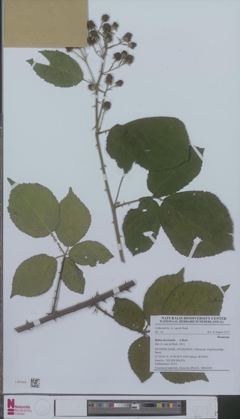 Rubus laevicaulis photo 2