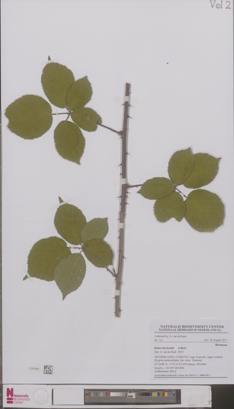 Rubus laevicaulis photo 3