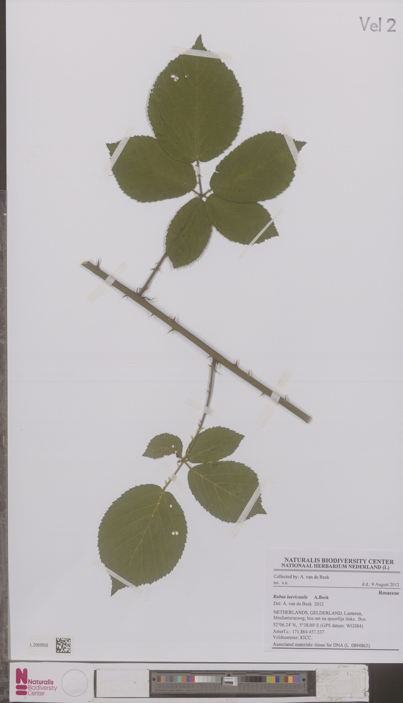 Rubus laevicaulis photo 4