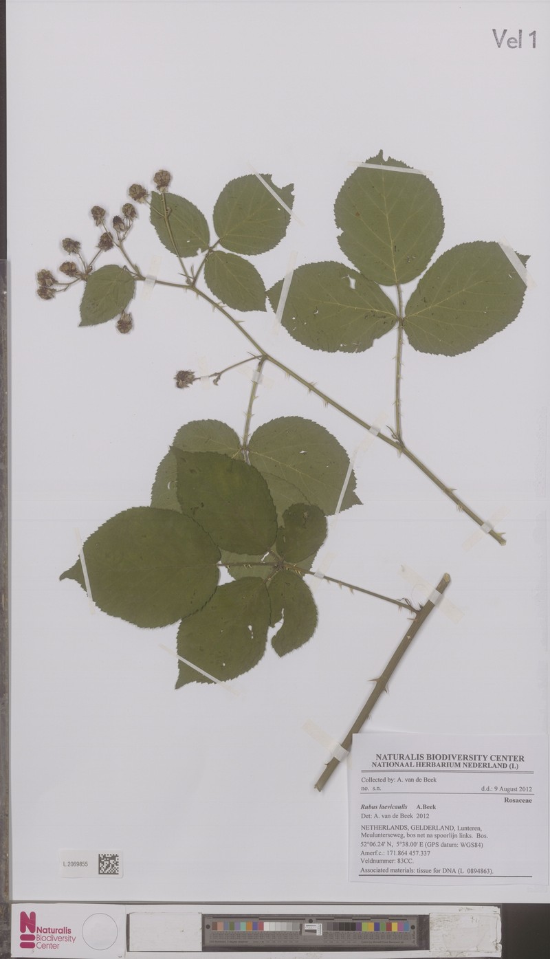 Rubus laevicaulis photo 5
