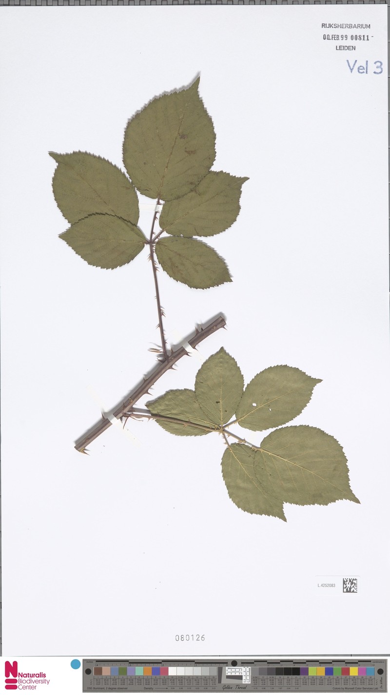 Rubus laevicaulis photo 6
