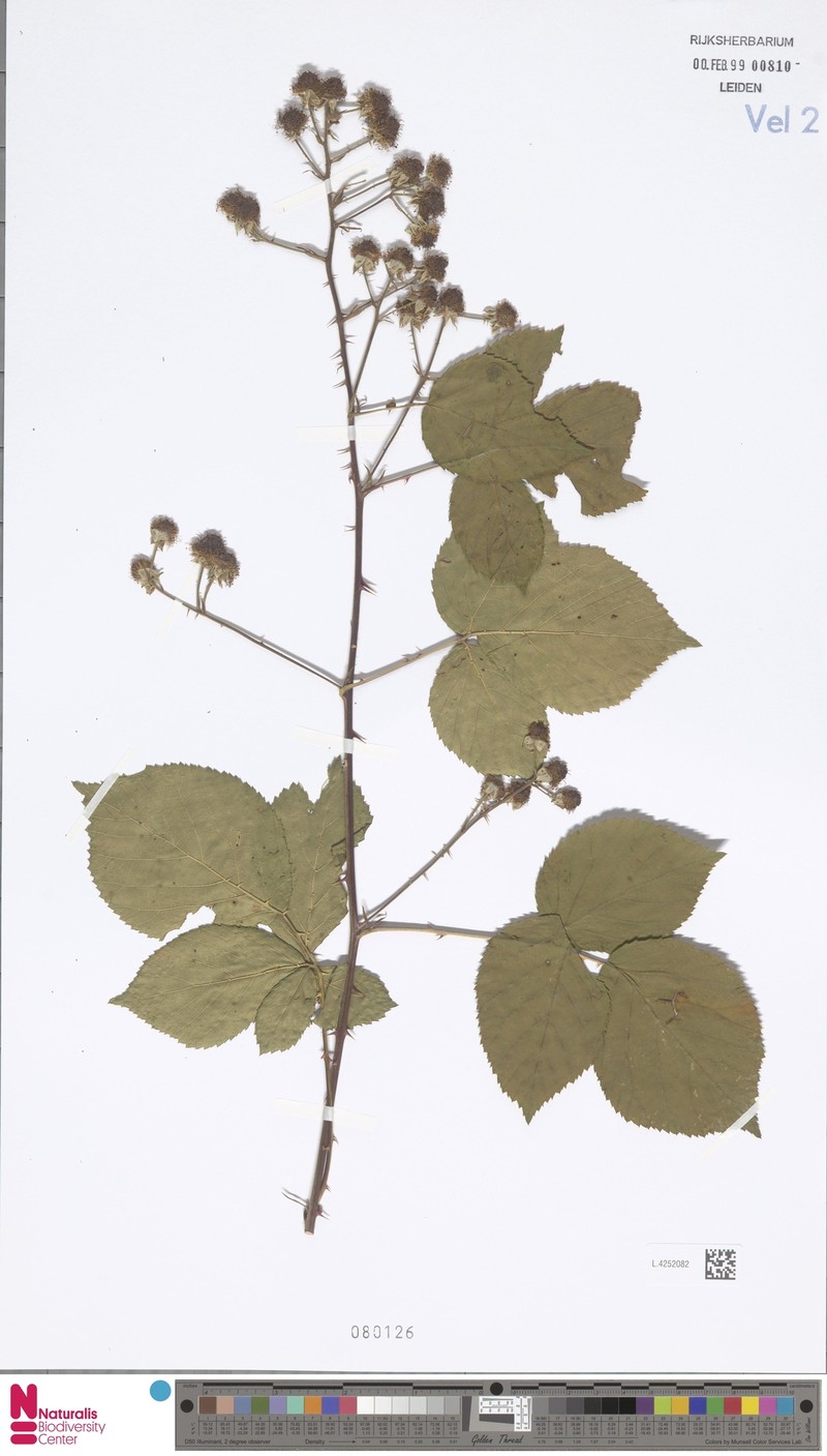 Rubus laevicaulis photo 7