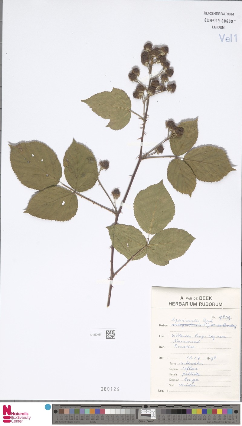 Rubus laevicaulis photo 8