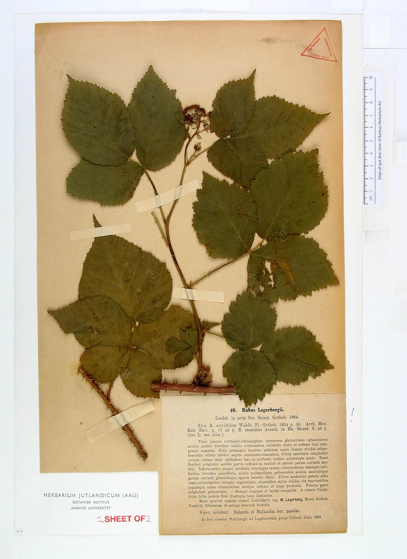 Rubus lagerbergii