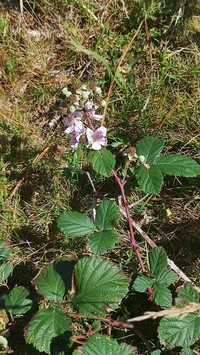 Rubus lainzii