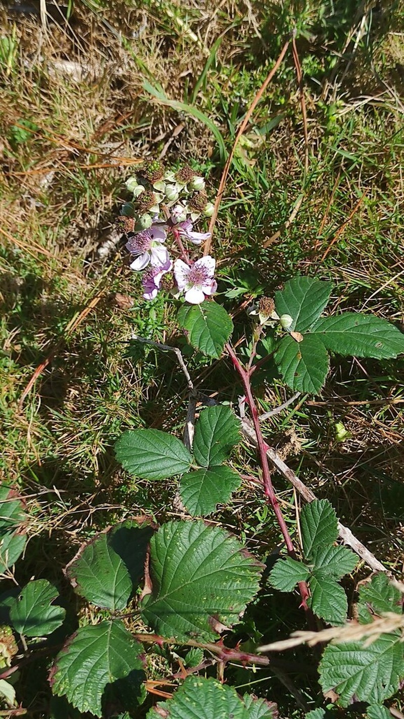 Rubus lainzii