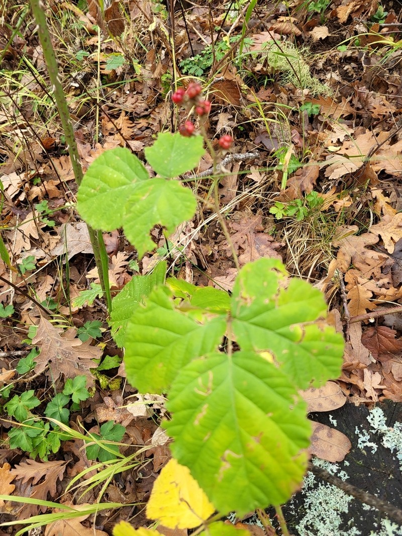 Rubus lainzii photo 2