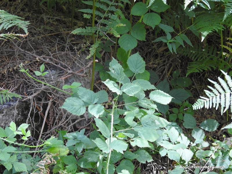 Rubus lainzii photo 3