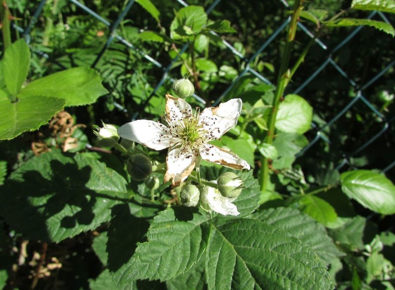 Rubus lainzii photo 4