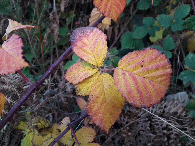 Rubus lainzii photo 5