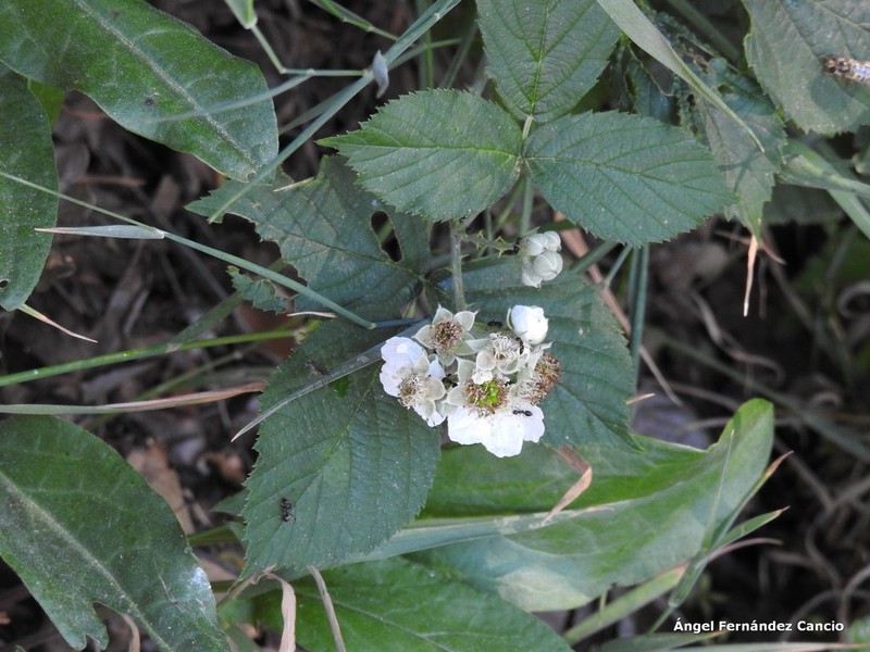 Rubus lainzii photo 6