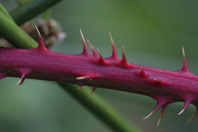 Rubus lainzii photo 7