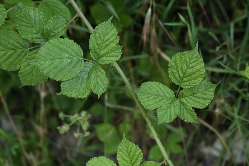 Rubus lainzii photo 8