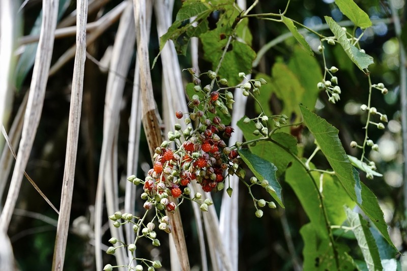 Rubus lambertianus photo 2